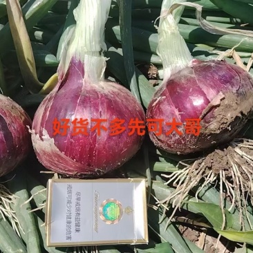 抚宁紫葱，富红，