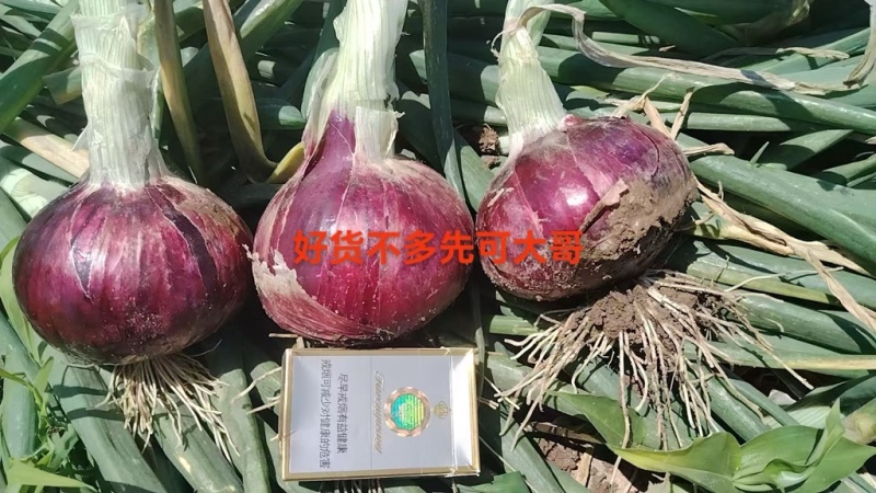 抚宁紫葱，富红，