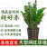 金钱树大型盆栽绿植植物钱串子客厅净化室内空气办公室招财树