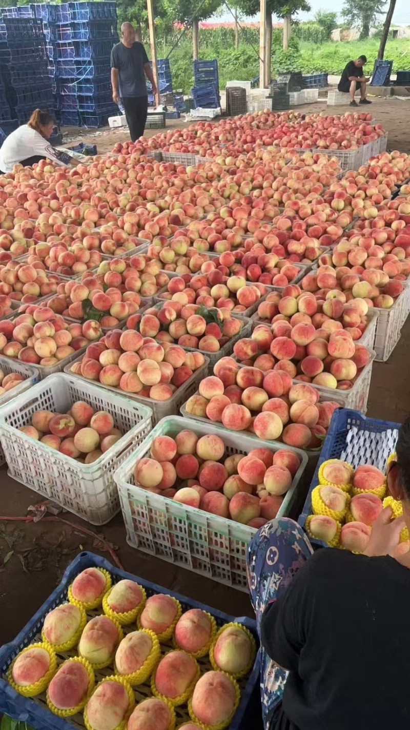 精品河北突围桃产地直发保质保量口感甜欢迎来电