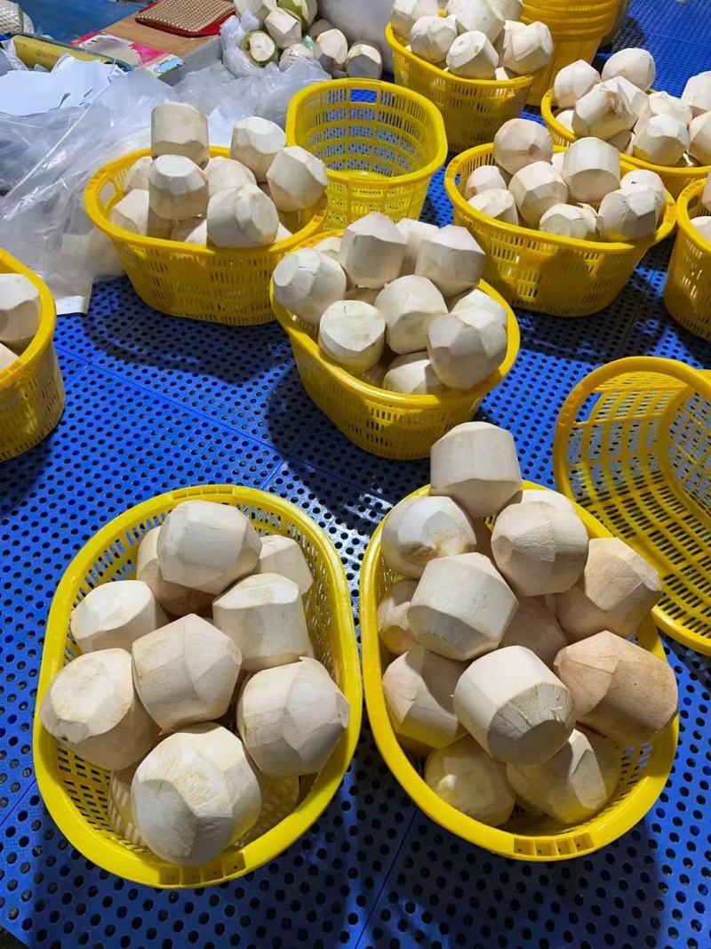 【推荐】海南椰子大量供应/视频看货/质量保证/欢迎咨询