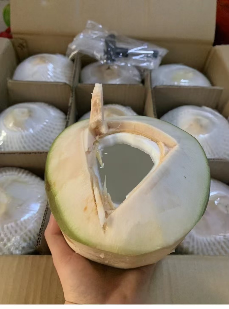 【推荐】海南椰子/精品椰子/支持批发一件代发/视频看货