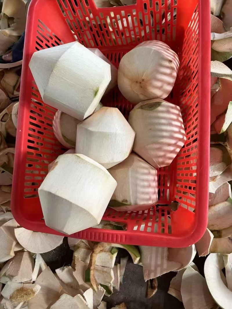 【推荐】海南椰子/精品椰子/支持批发一件代发/视频看货
