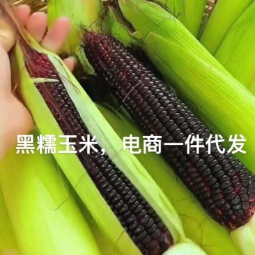 黑玉米，糯玉米对接电商一件代发市场社区团购