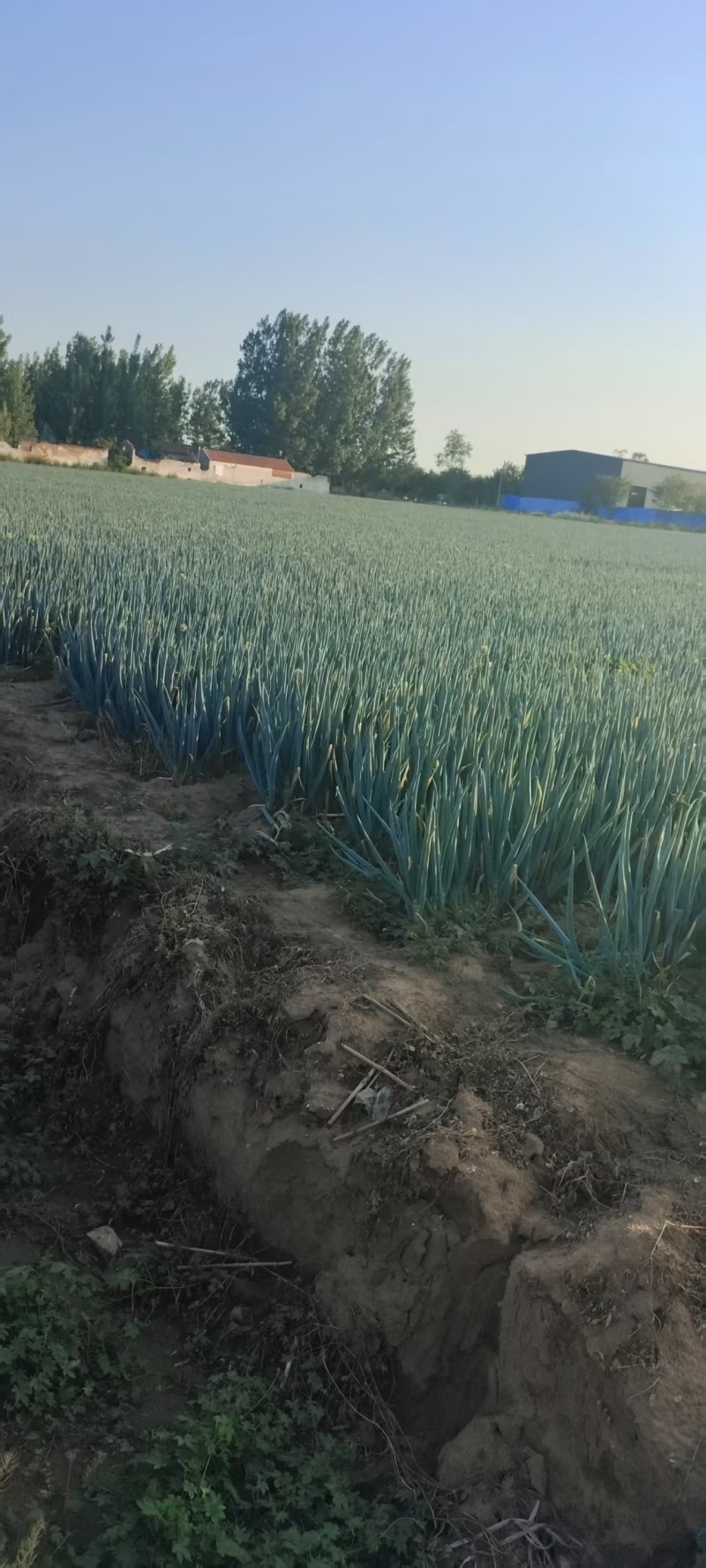 山东长白大葱，基地直发，品质保证，量大从优，对接各大批发