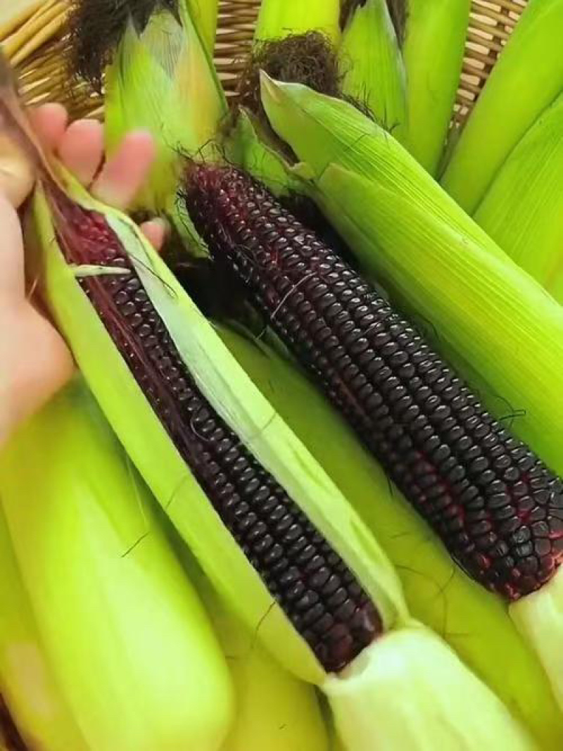黑玉米，糯玉米对接电商一件代发市场社区团购