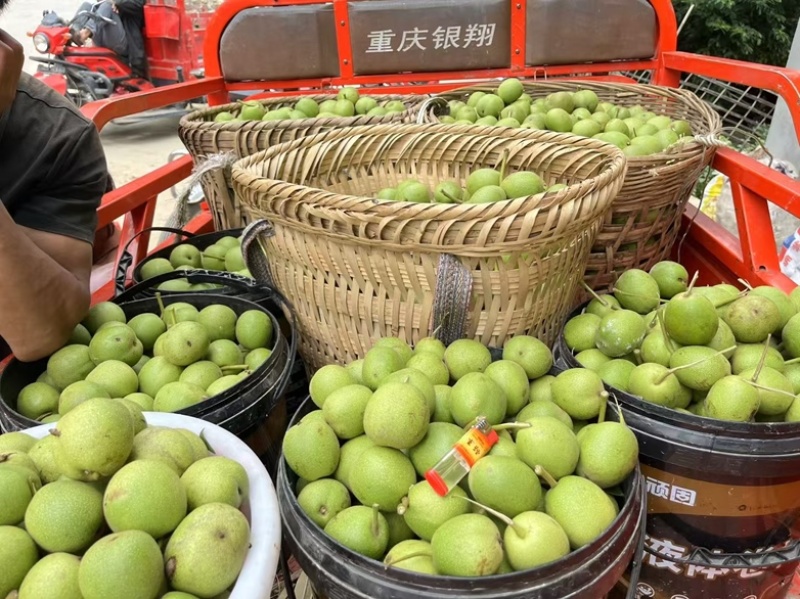 凉山精品青皮核桃杆打果2025新货产地直发品质好货源充足