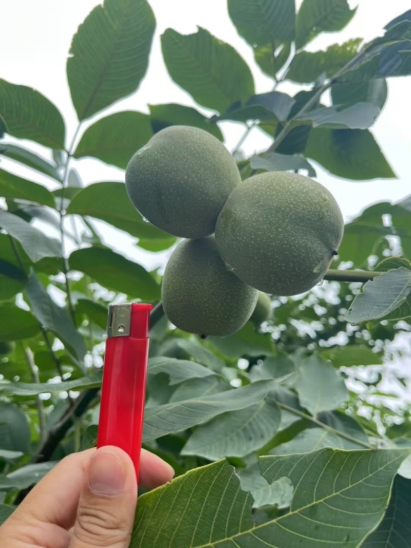 凉山精品青皮核桃杆打果2025新货产地直发品质好货源充足