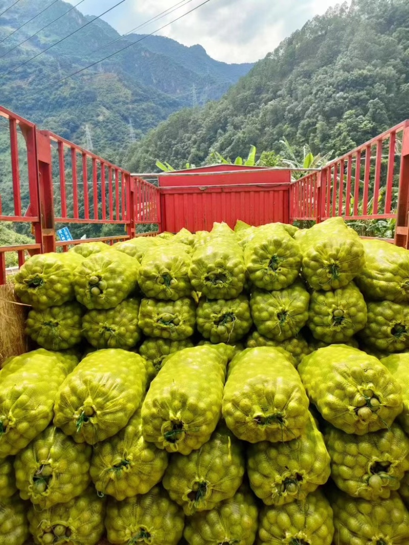 凉山精品青皮核桃杆打果2025新货产地直发品质好货源充足