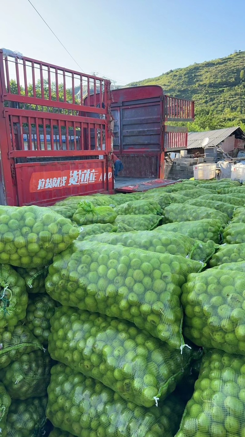 凉山精品青皮核桃杆打果2025新货产地直发品质好货源充足