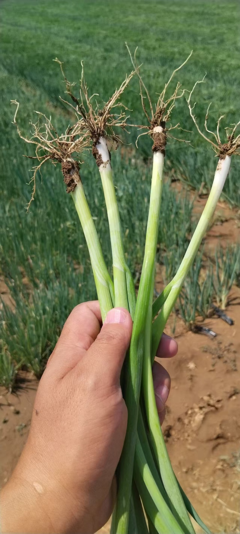 长白大葱苗山东葱苗，货源充足，保质保量，提供一条龙服务