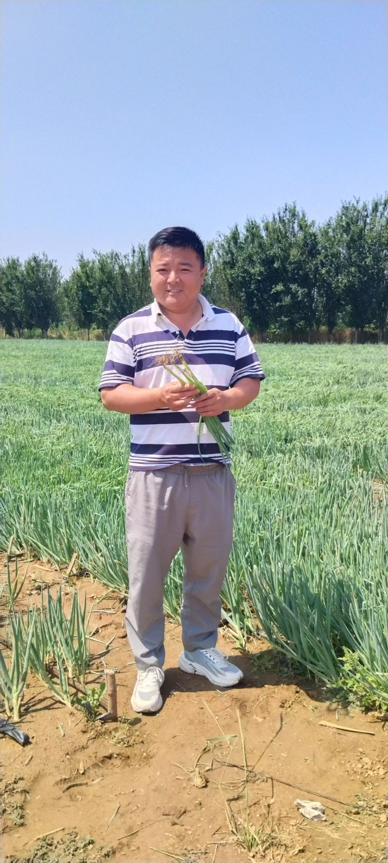 长白大葱苗山东葱苗，货源充足，保质保量，提供一条龙服务