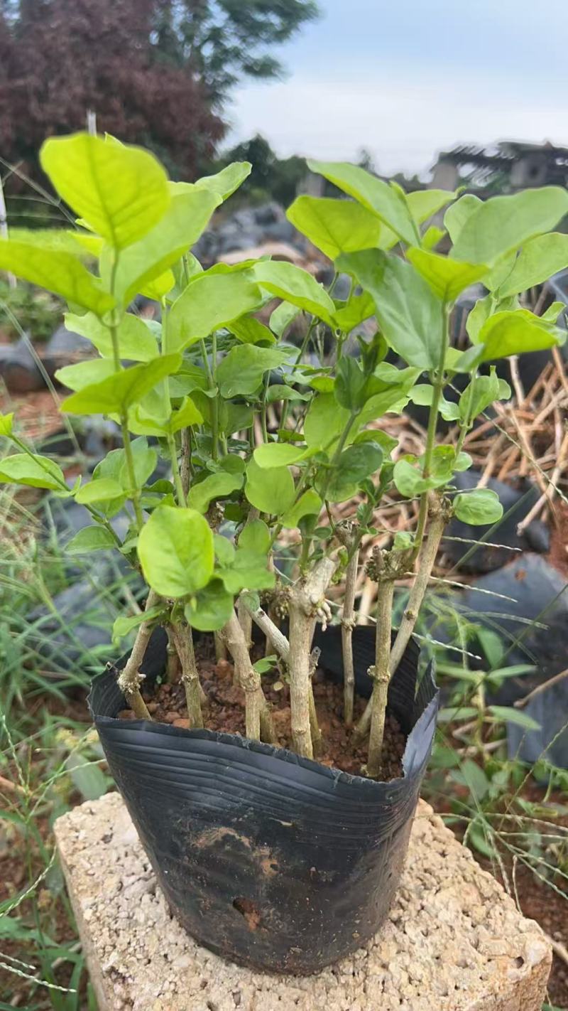 1-2年的花根盆栽11-12根
