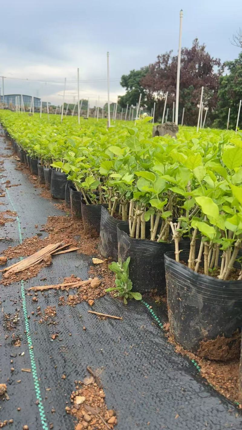 1-2年的花根盆栽11-12根