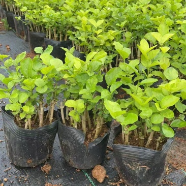 1-2年的花根盆栽11-12根
