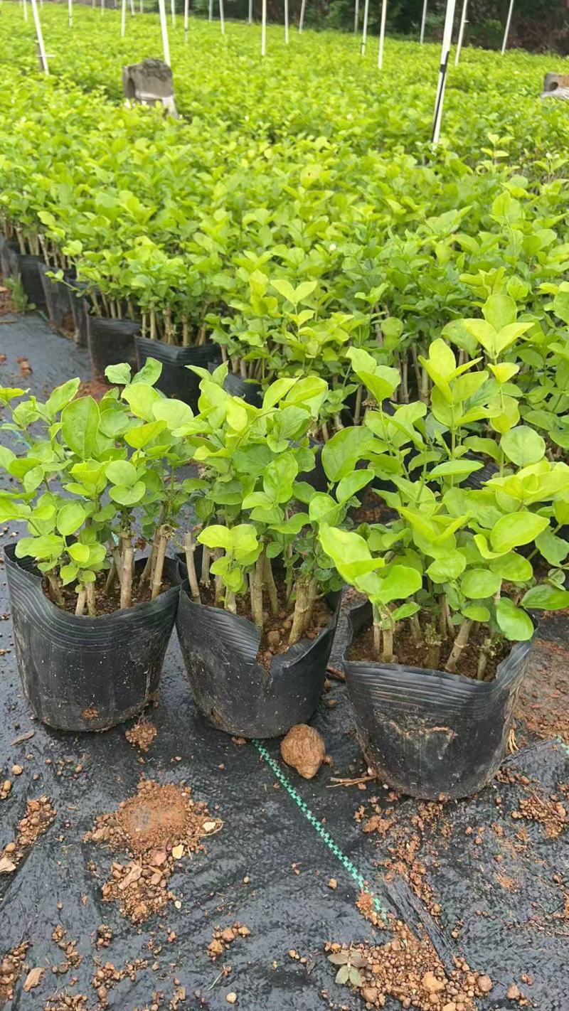 1-2年的花根盆栽11-12根