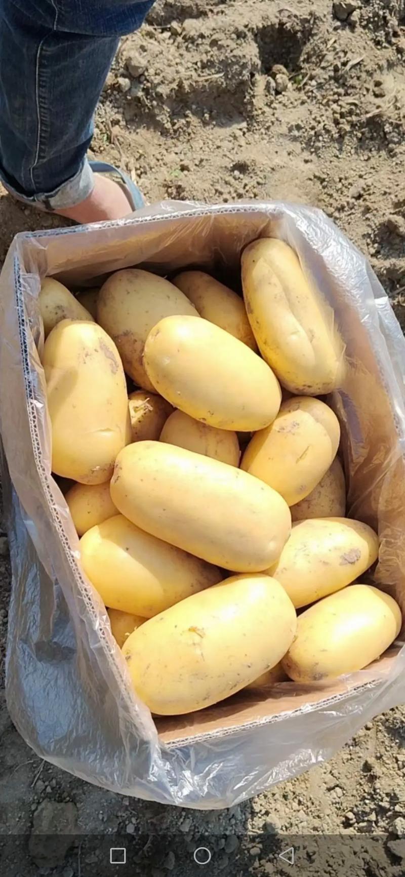 **黄心土豆