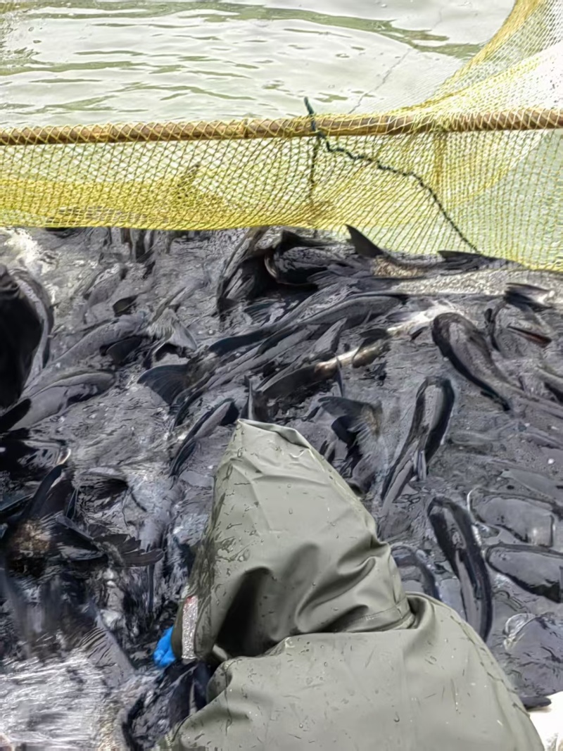 浙江杭州生态花鲢全国可发品质保证欢迎各地客商来电咨询
