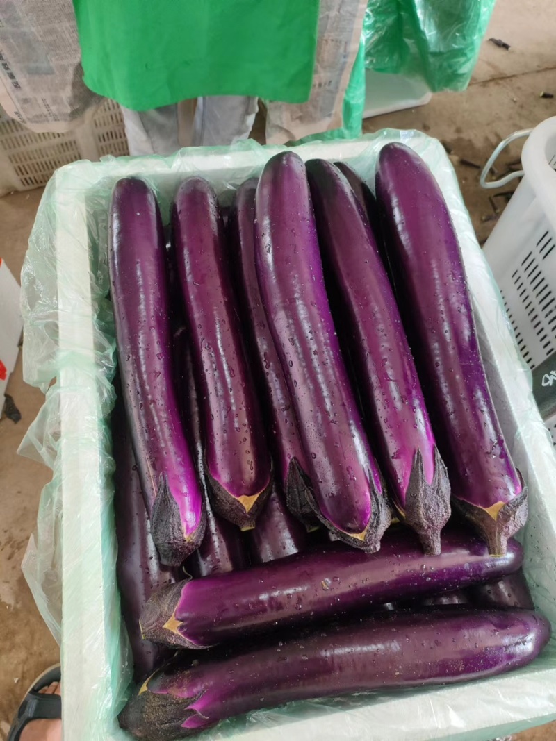 【实力】云南红河精品紫长茄产地直发品质保障量大从优可视频