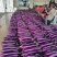 【实力】云南红河精品紫长茄产地直发品质保障量大从优可视频
