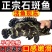 新鲜上市海南珍珠石斑鱼，新活速冻全国批发，欢迎来电