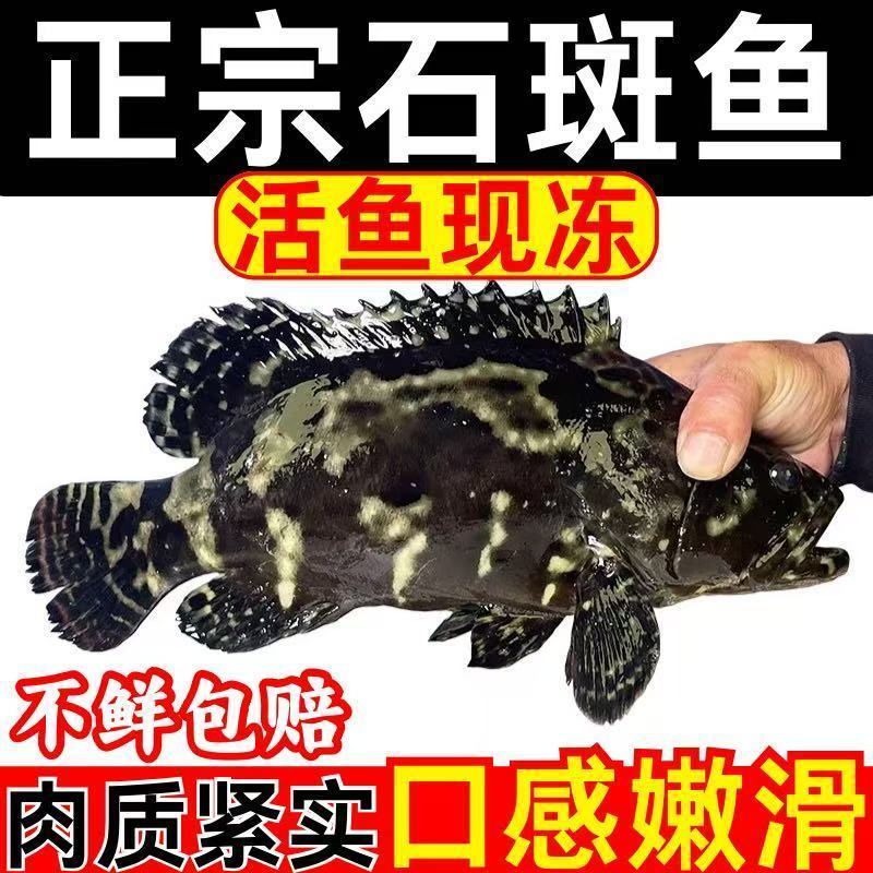 新鲜上市海南珍珠石斑鱼，新活速冻全国批发，欢迎来电
