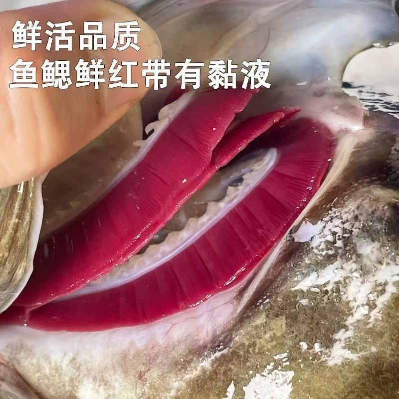 新鲜上市海南珍珠石斑鱼，新活速冻全国批发，欢迎来电