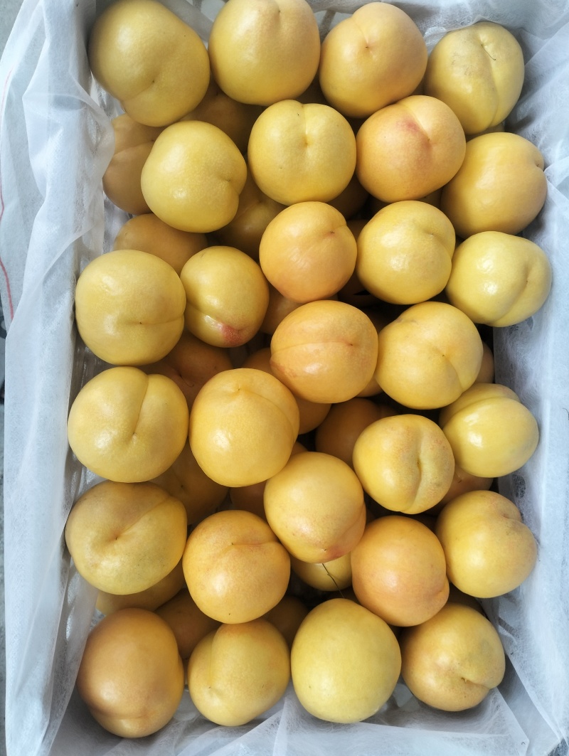 精品黄油桃，