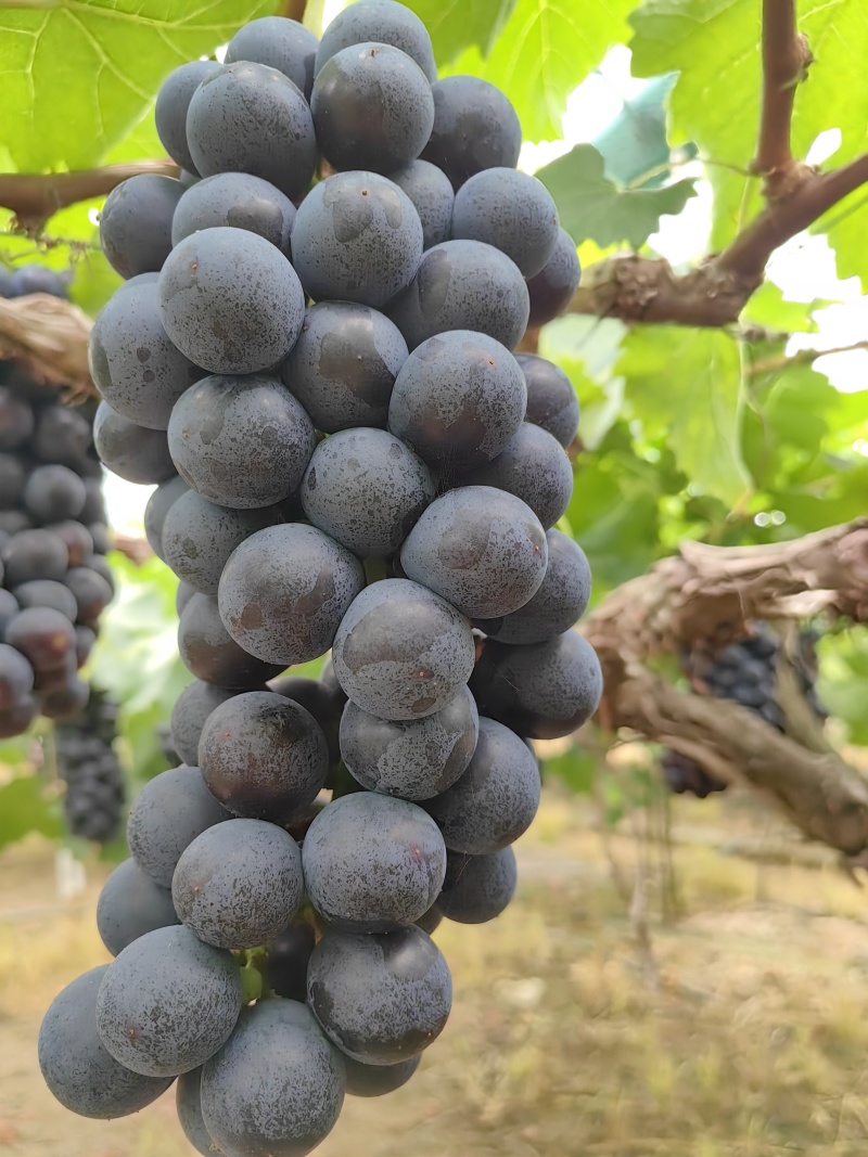 夏黑葡萄，果粉好，不涩口，糖度20