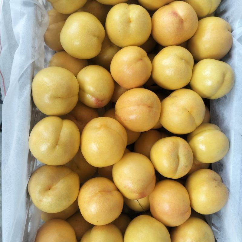 精品黄油桃，