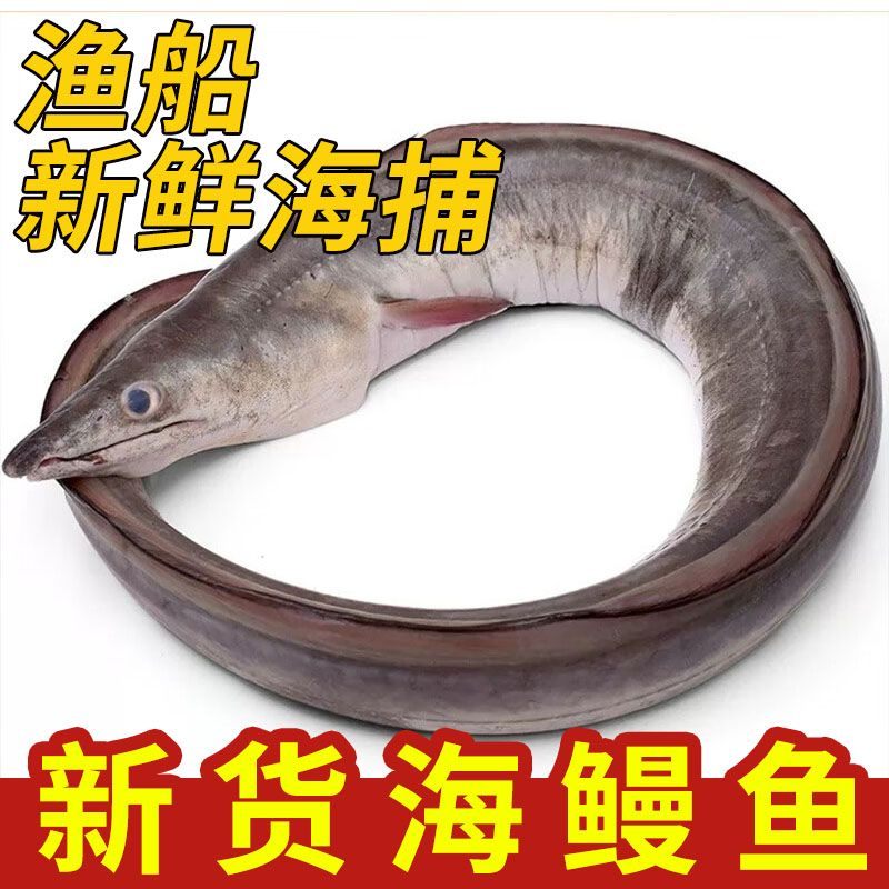 海南黑鳗鱼，活杀去骨大量供应，品质保障，接商超市场电商