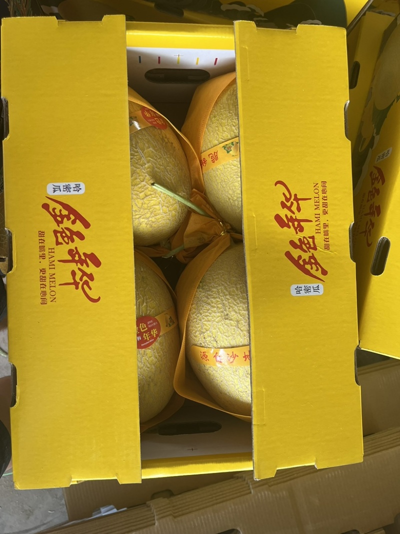 新疆吐鲁番火焰山哈密瓜金色年华八六王对接各大市场