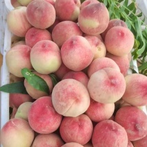 预售157菏泽5325曹县精品9006五月仙头茬上市了