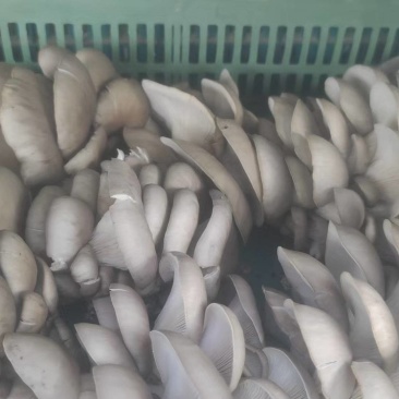 甘肃平菇产地直发货源充足对接商超批发商