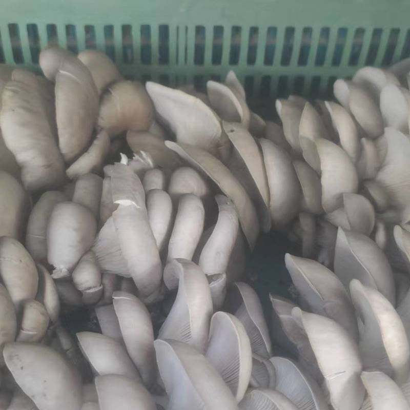 甘肃平菇产地直发货源充足对接商超批发商