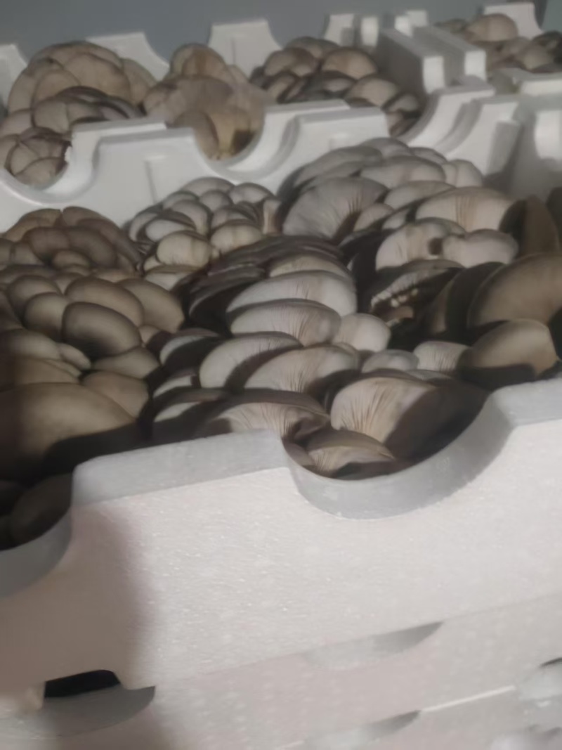 甘肃平菇产地直发货源充足对接商超批发商