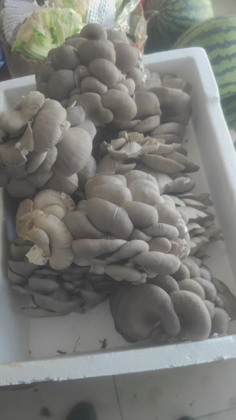甘肃平菇产地直发货源充足对接商超批发商