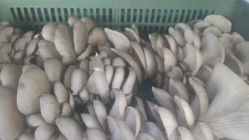 甘肃平菇产地直发货源充足对接商超批发商