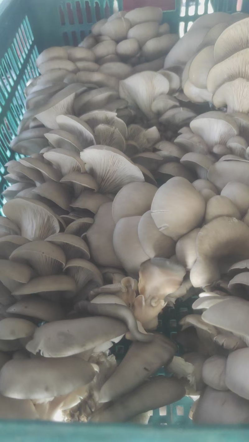 甘肃平菇产地直发货源充足对接商超批发商