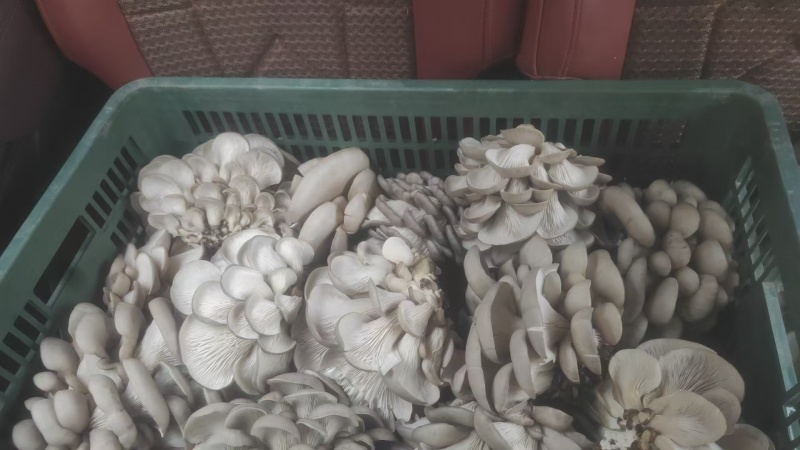 甘肃平菇产地直发货源充足对接商超批发商