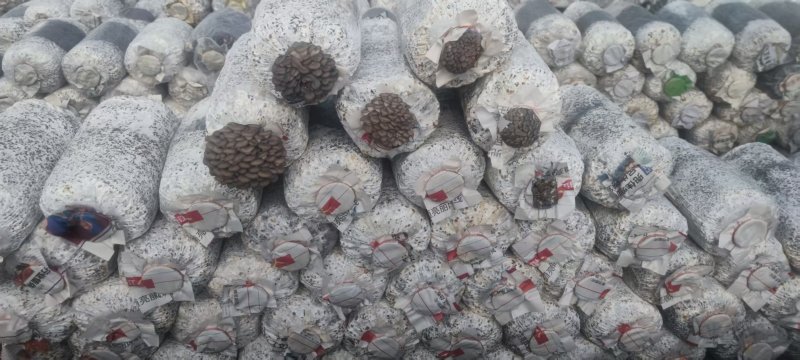 甘肃平菇产地直发货源充足对接商超批发商