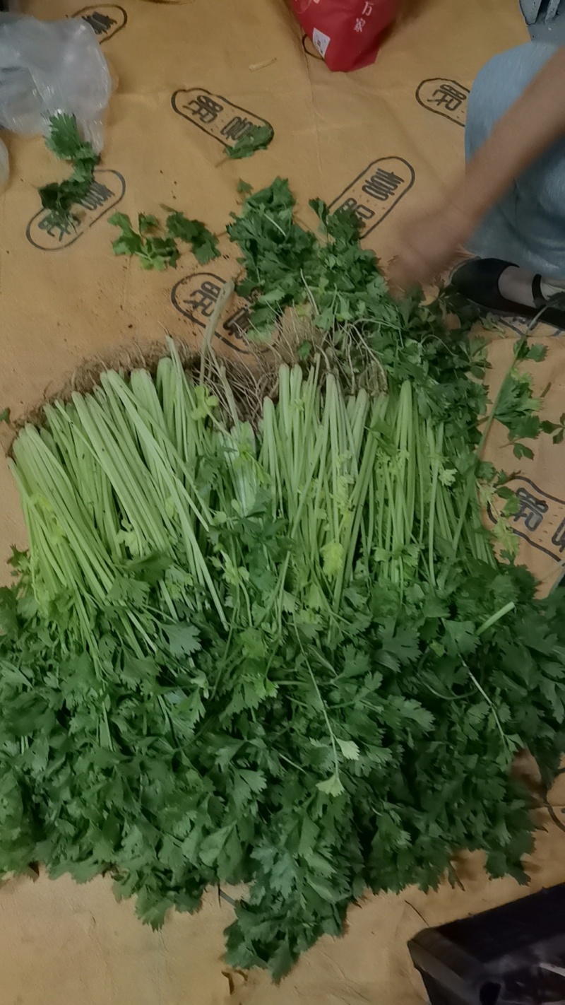 芹菜江苏产区直发保质保量供货价钱实惠
