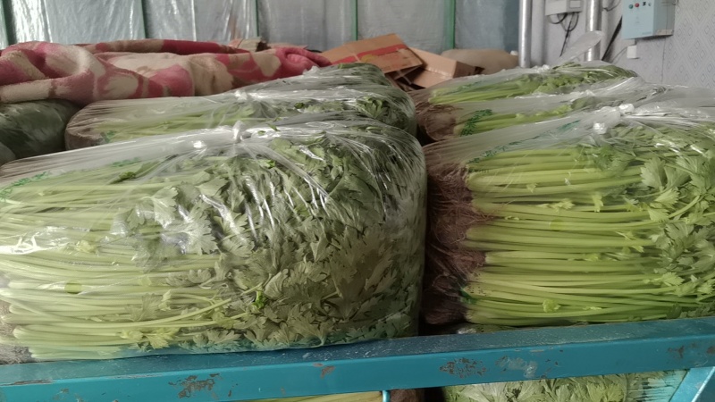 芹菜江苏产区直发保质保量供货价钱实惠