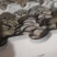 卓尼县平菇鲜平菇产地直发货源充足可视频看货欢迎下单