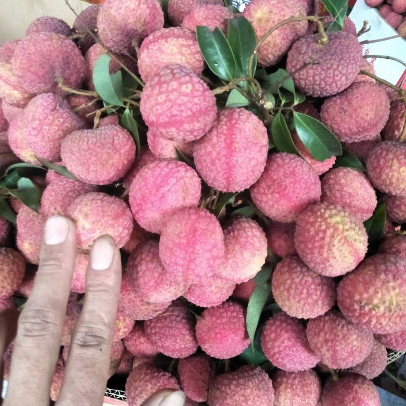 鸡嘴荔枝