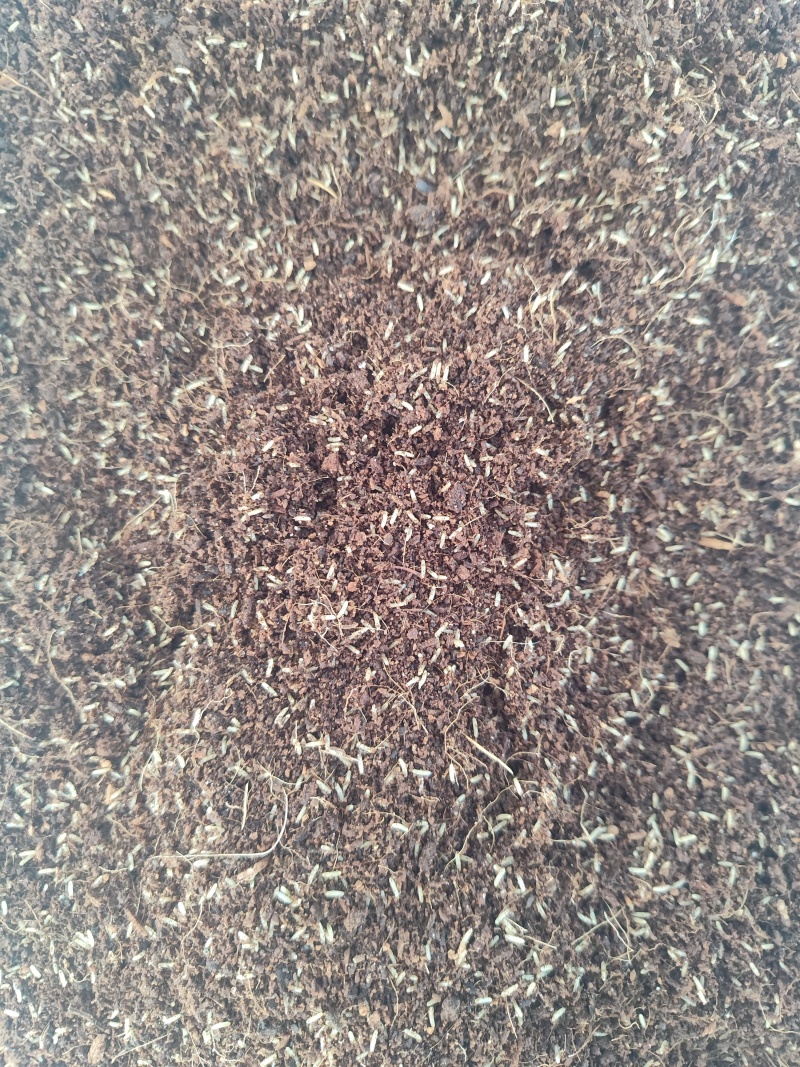 双斑油葫芦蟋蟀卵密度高质量保证