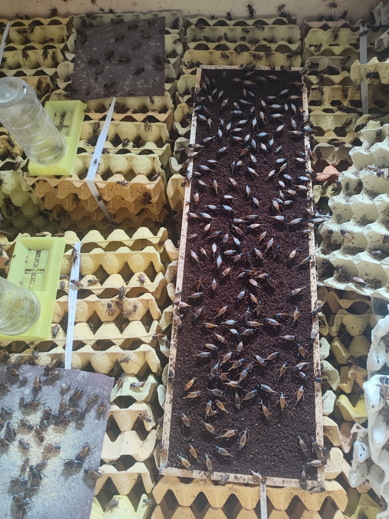 双斑油葫芦蟋蟀卵密度高质量保证