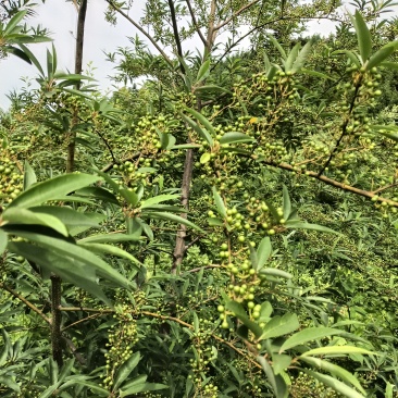 新鲜山苍子。