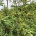 新鲜山苍子。