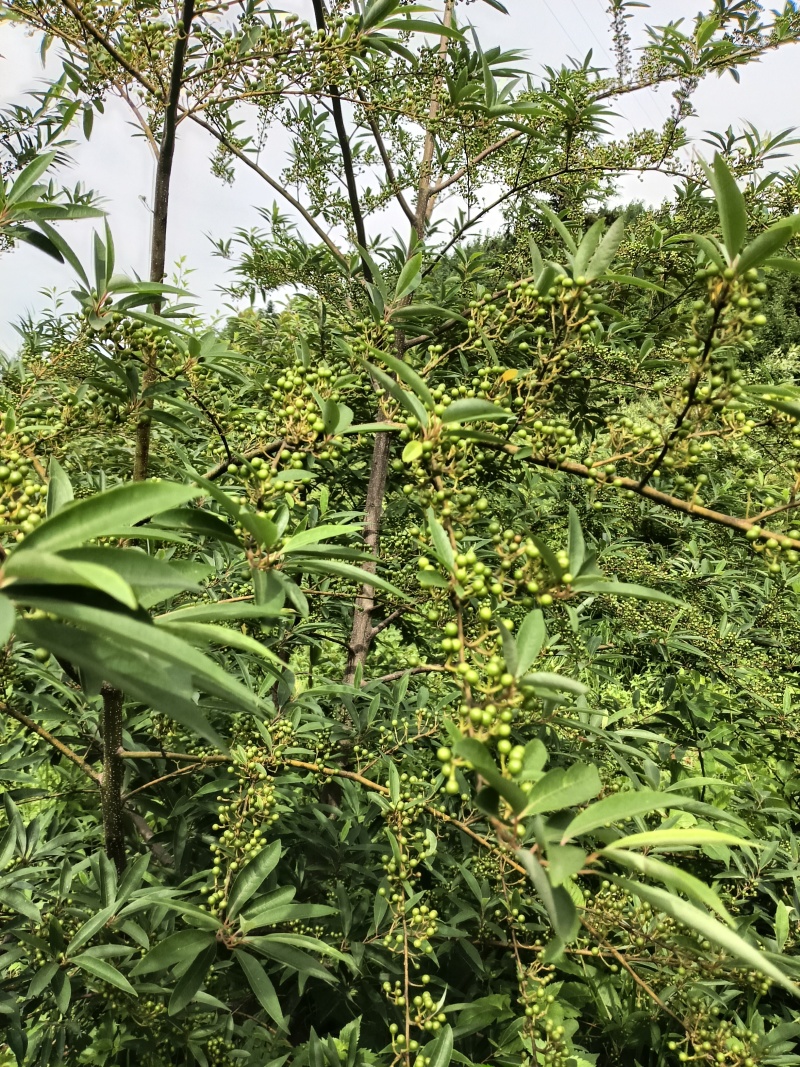 新鲜山苍子。